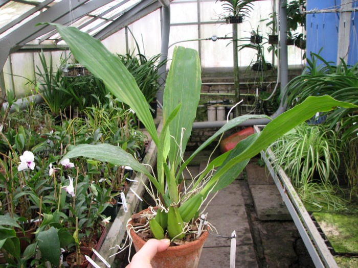 Coelogyne speciosa.JPG