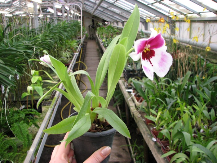 Miltonia Rubenesque 'Karismic Kay'.JPG