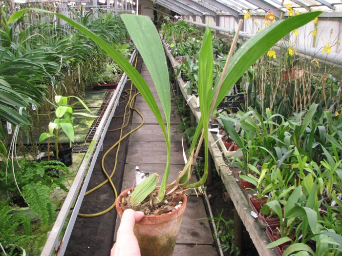 Coelogyne mayeriana.JPG