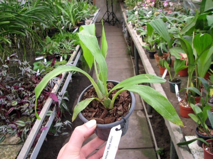 Zygonisia Cynosure 'Blue Water Sailing'.JPG