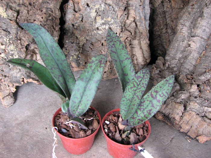 Psychopsis Mendenhall 'Hildos'.JPG