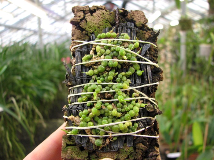 Bulbophyllum moniliforme.JPG