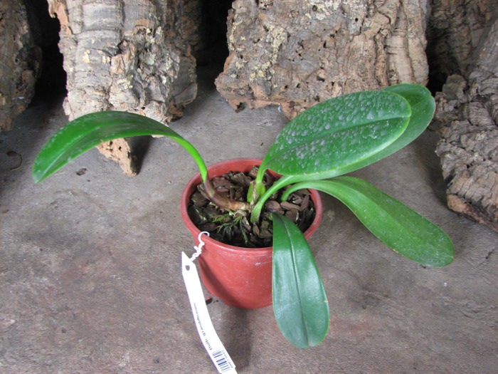 Bulbophyllum grandiflorum.JPG
