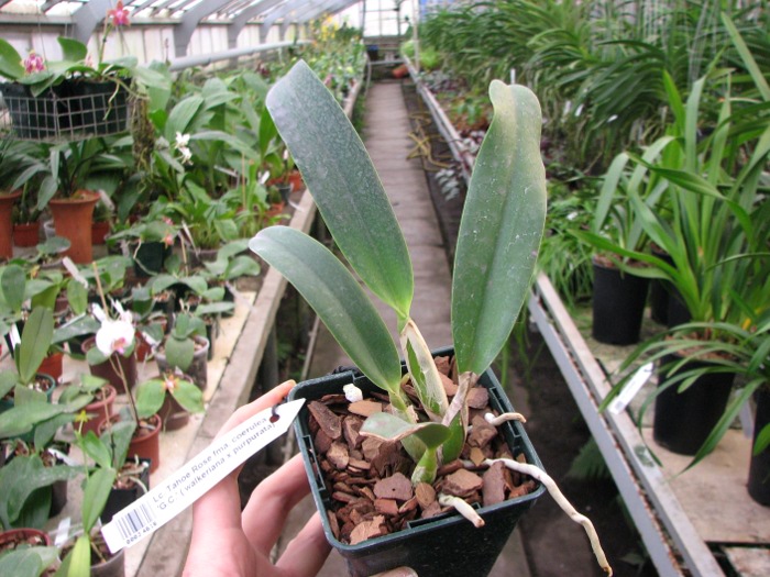 Laeliocattleya Tahoe Rose fma. coerulea 'G.C.' ( walkeriana x purpurata).JPG