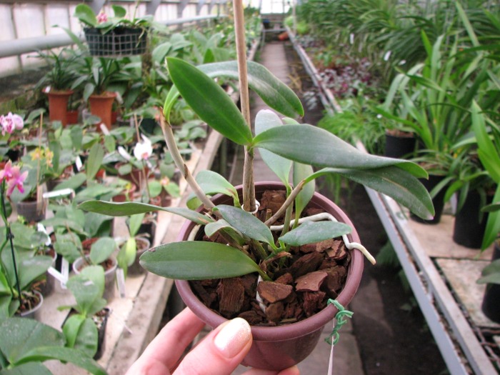 Cattleya Fort Motte 'Leopard'.JPG