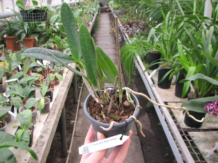 Cattleya Pradit Spot 'Black Prince'.JPG