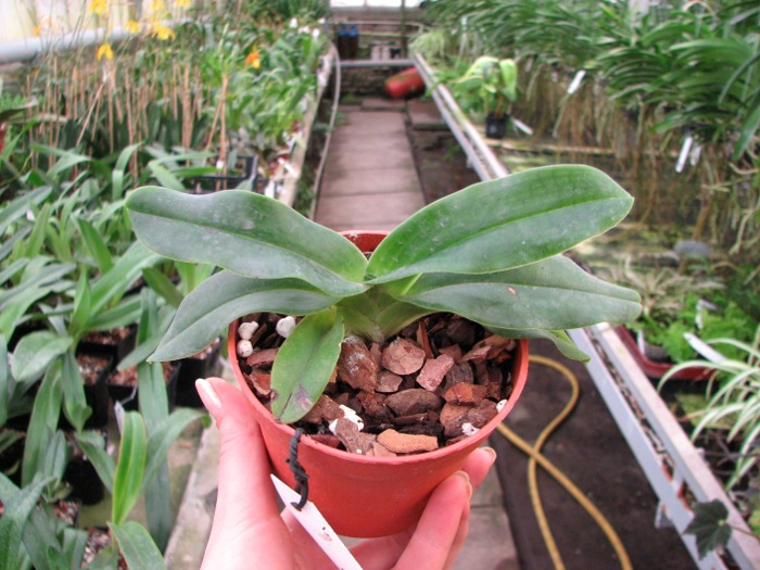 Paphiopedilum hangianum.JPG