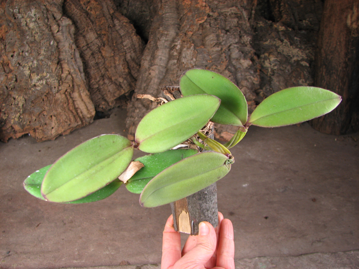 Cattleya schilleriana sem pintas x Cattleya schilleriana petalas largas.jpg