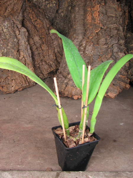 Cattleya quadricolor amesiana 'Patricia' x SELF.jpg