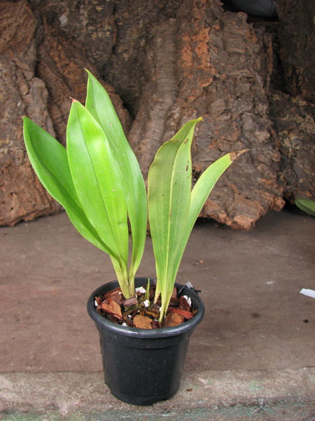 Cochleanthes amazonica.jpg