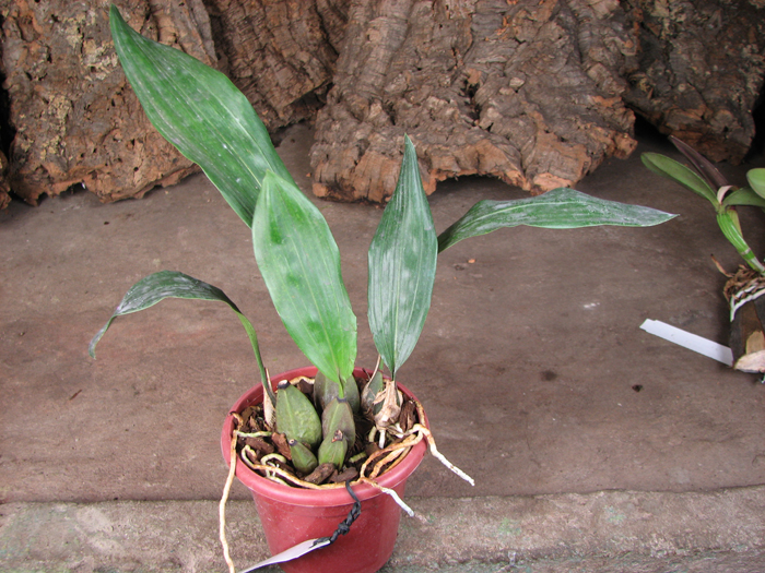 Bifrenaria harrisoniae.jpg