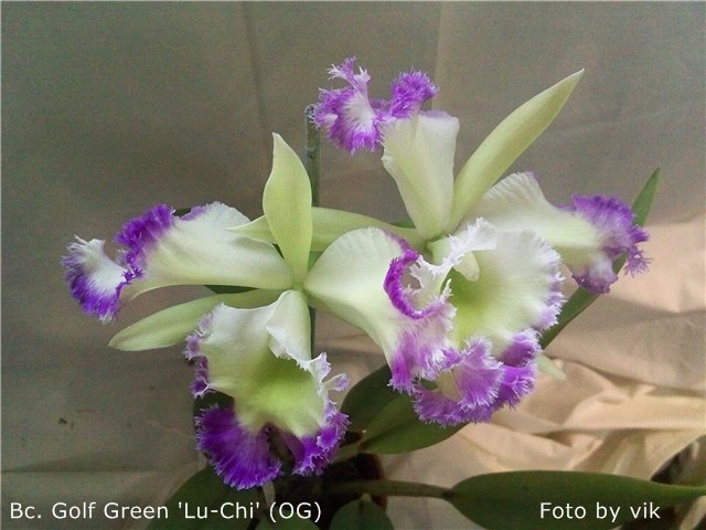 Rlc Golf Green 'Lu-Chi'.jpg