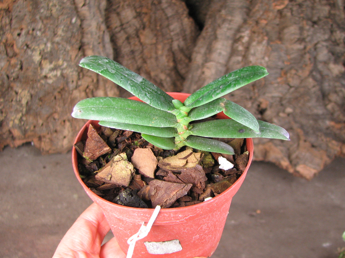 Angraecum equitans.jpg