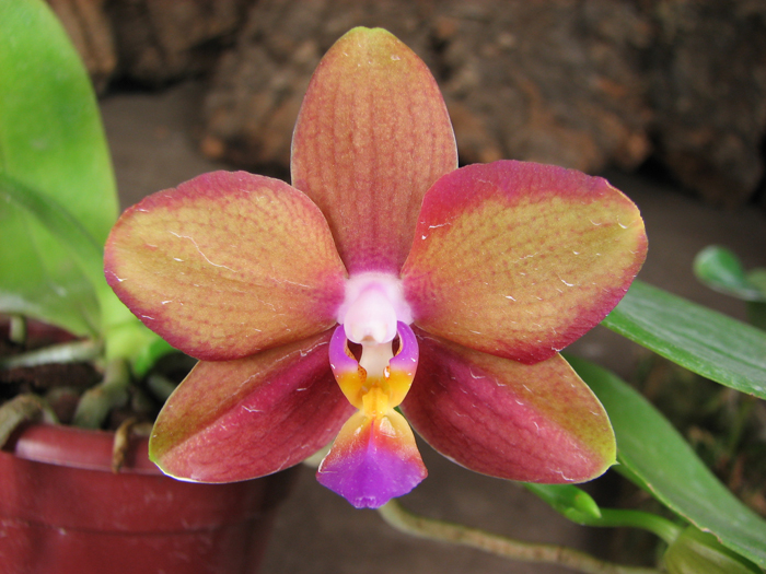Doritaenopsis Sogo Meili x Phalaenopsis Ld's Bear Queen.jpg