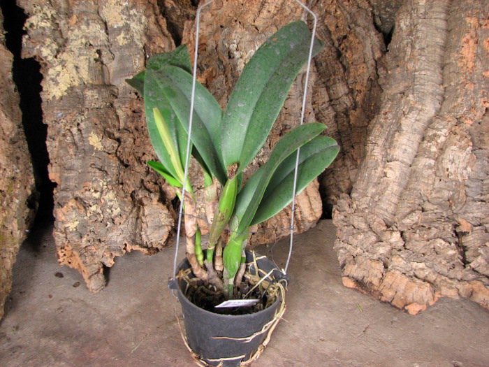 Brassolaeliocattleya Chia Lin 'New City' (Oconee x Maitland).JPG