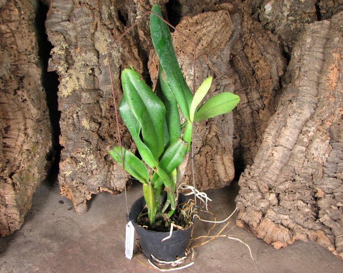 Brassolaeliocattleya King of Taiwan 'Ta-Hsin' (Bryce Canyon x Purple Ruby).JPG