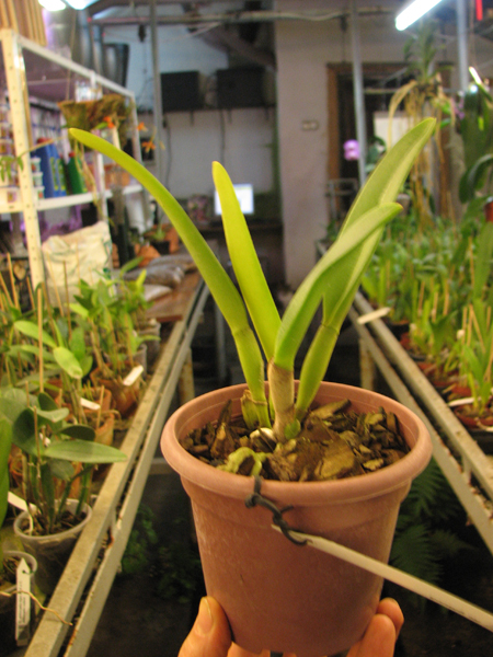 Rhyncholaelia glauca.jpg