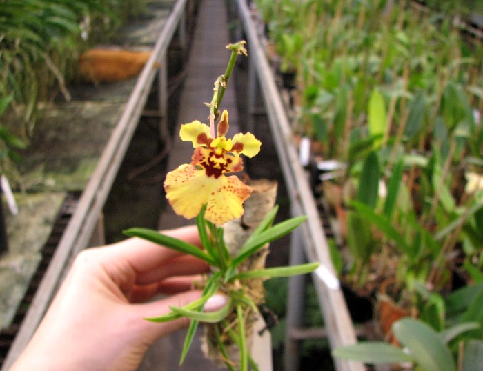 Oncidium (Tolumnia) hybrids 2.JPG