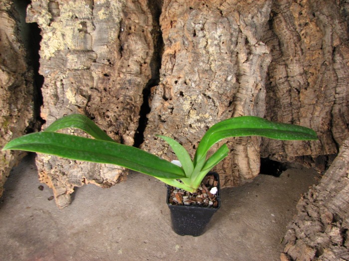 Paphiopedilum sanderianum 'Show Shan' x Paphiopedilum philippinense '9F'.JPG
