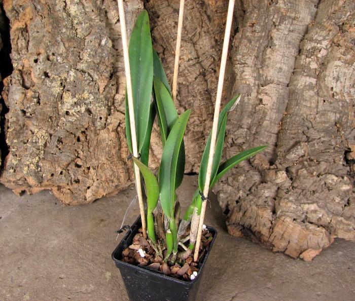 Potinara Luna Jaune 'Celebration' x Brassavola digbyana.JPG
