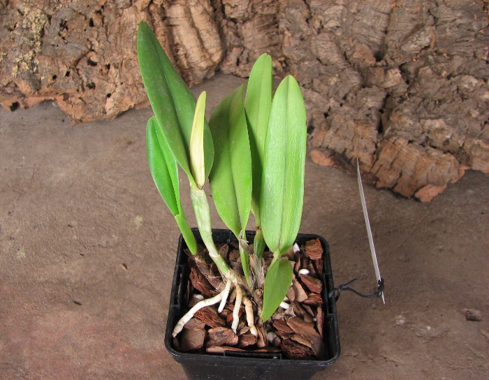 Brassolaeliocattleya Haw Yuan Beauty 'Hong' x Brassavola digbyana 'Uncle Pig'.JPG
