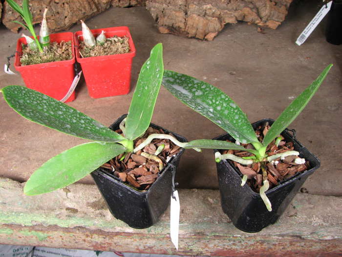 Phalaenopsis Natasha 'Aiko'.jpg
