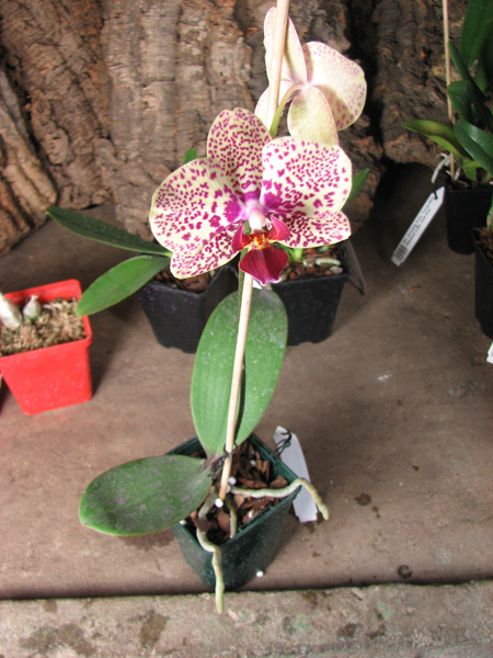 Doritaenopsis Changzhi Pearl.jpg