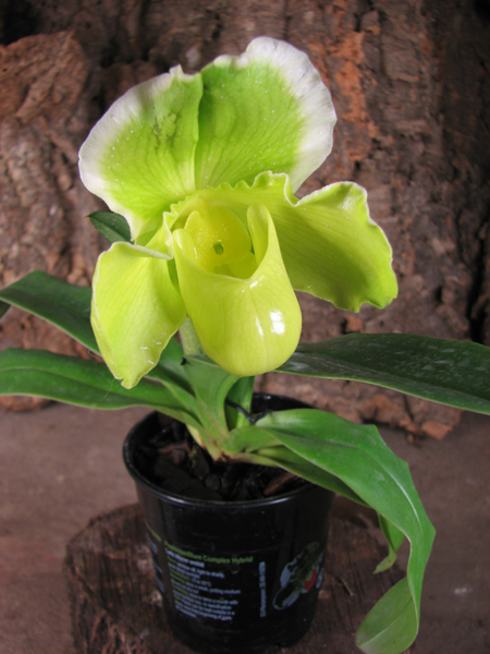 Paphiopedilum Sorcerer's Stone.jpg