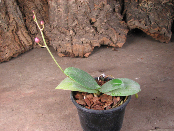 Doritaenopsis Siam Treasure 'Blue'.jpg
