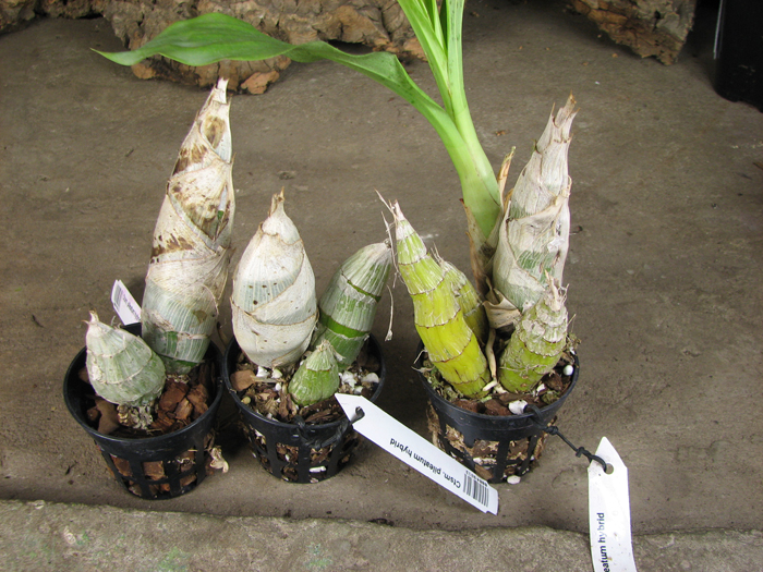 Catasetum pileatum hybrid.jpg
