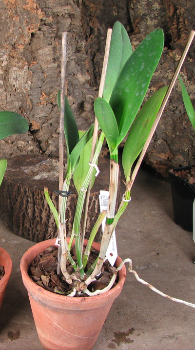 Rhyncholaeliocattleya Waianae Leopard 'Ching Hua'.jpg