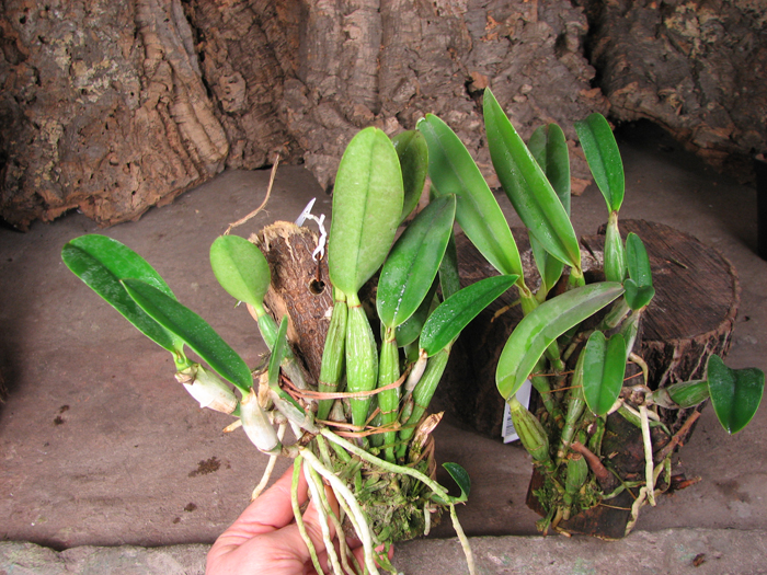 Cattleya walkeriana var princeps.jpg