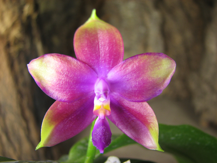 Phalaenopsis Princess Kaiulani 'Miki'.jpg