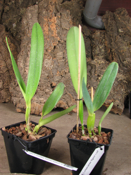 Laelia crispa carnea 'Mignon' x self.jpg