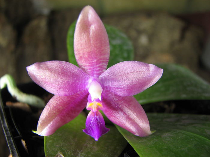 Phalaenopsis tetraspis 'C1' x Phalaenopsis KS Happy Eagle.jpg