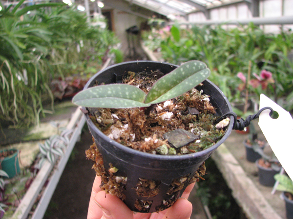 Paphiopedilum thaianum.jpg
