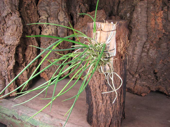 Brassavola cucullata.jpg