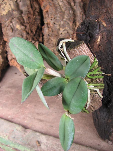 Cattleya schilleriana 'Biriricas' x Cattleya schilleriana 'Olinda'.jpg