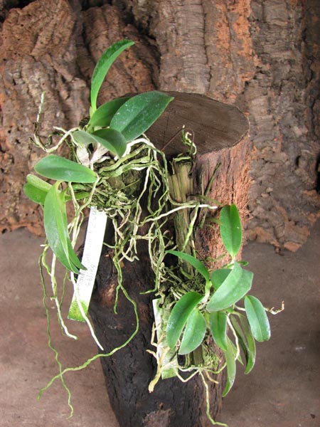 Laelia alaori escura x self.jpg
