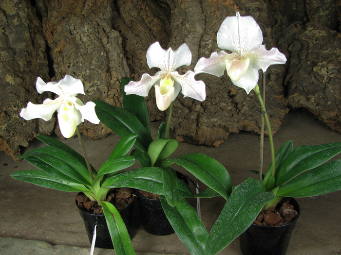 Paphiopedilum Rosy Dawn.jpg