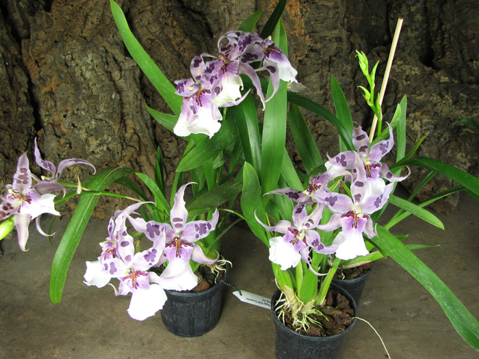 Beallara Peggy Ruth Carpenter 'Morning Joy'.jpg