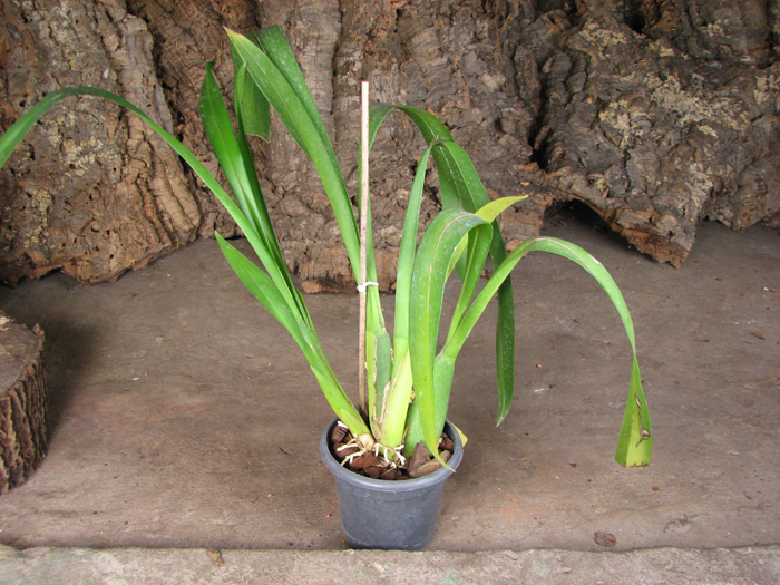 Beallara Patricia McCully 'Pacific Matriarch'.jpg