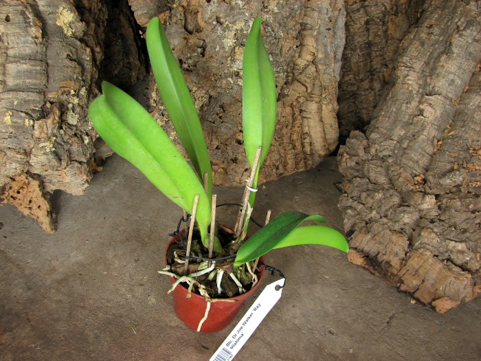 Brassolaeliocattleya Dr Joe Walker 'Ray Mishima'.JPG