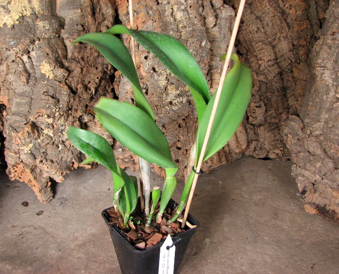 Brassolaeliocattleya Port of Paradise '3G' x Brassolaeliocattleya Haadyai Delight 'Bangprom Gold'.JPG