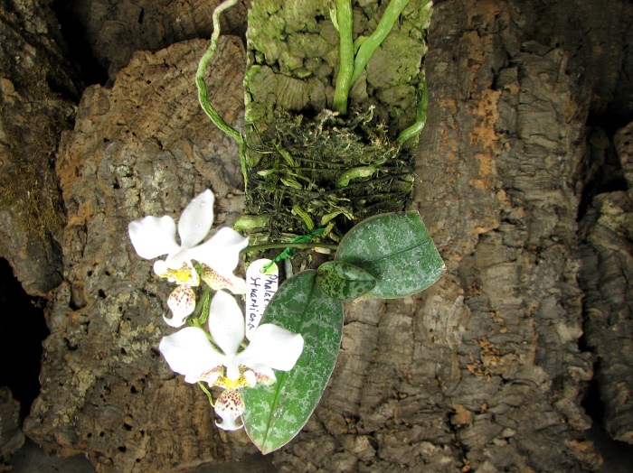 Phalaenopsis stuartiana.JPG
