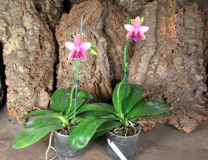 Phalaenopsis Liodoro (Phalaenopsis Deventeriana x Phalaenopsis violacea).JPG