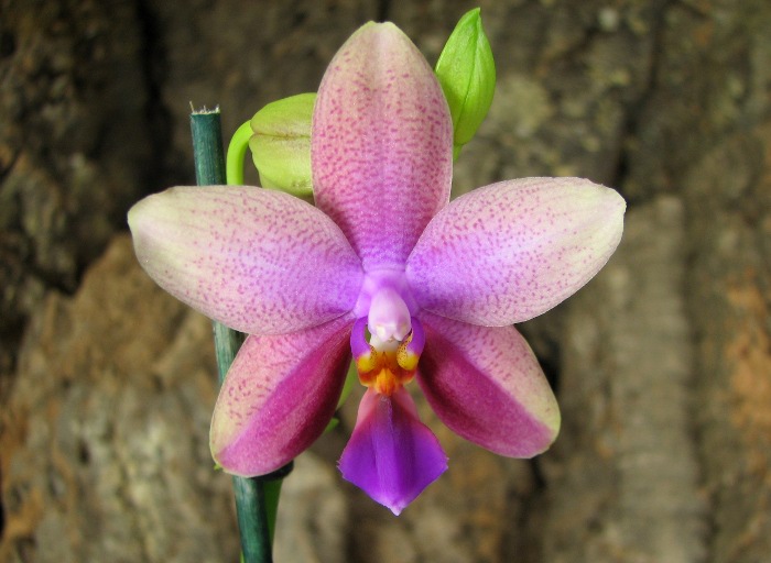Phalaenopsis Liodoro.JPG