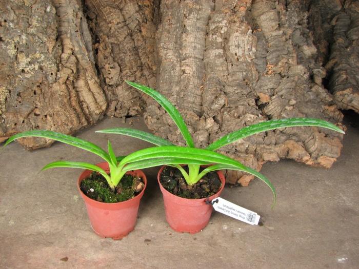 Phragmipedium Memory Dick Clements (besseae x sargentianum).JPG