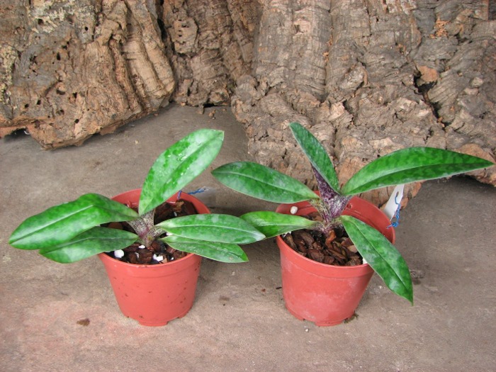 Paphiopedilum venustum.JPG
