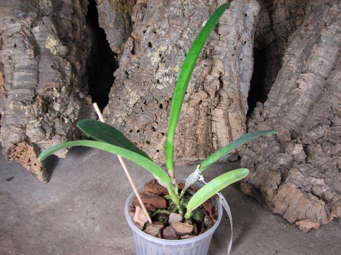 Laelia Pulcherrima coerulea (L. lobata coerulea x L. purpurata werkhauseri).JPG